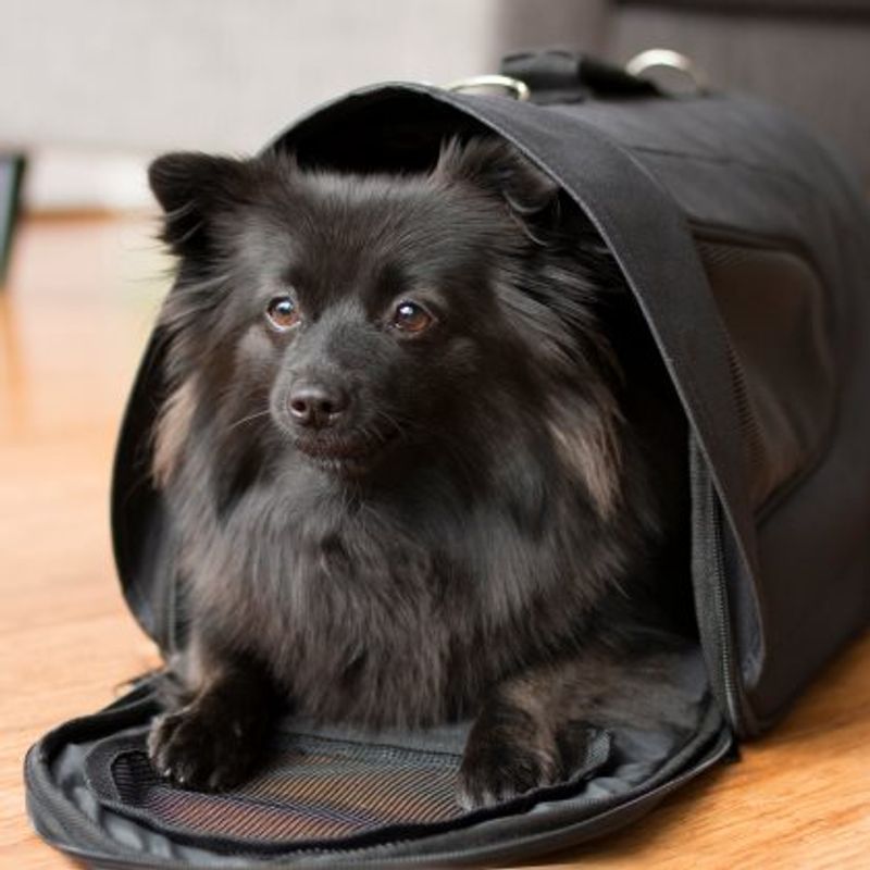 DOGMAN BÆREVESKE SNOBBEN