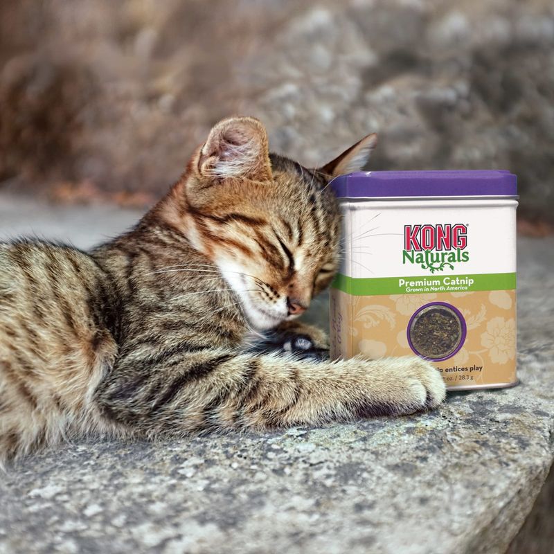 KONG NATURALS CATNIP 56g