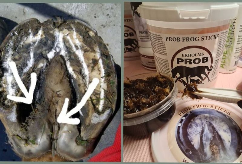 EKHOLMS PROB FROG STICKS