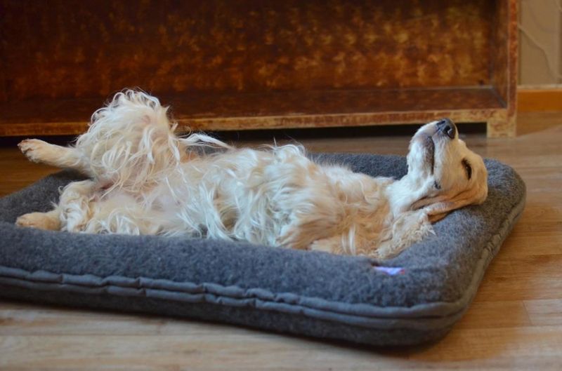 CANELANA ULLSENG M/OPPHØYDE KANTER