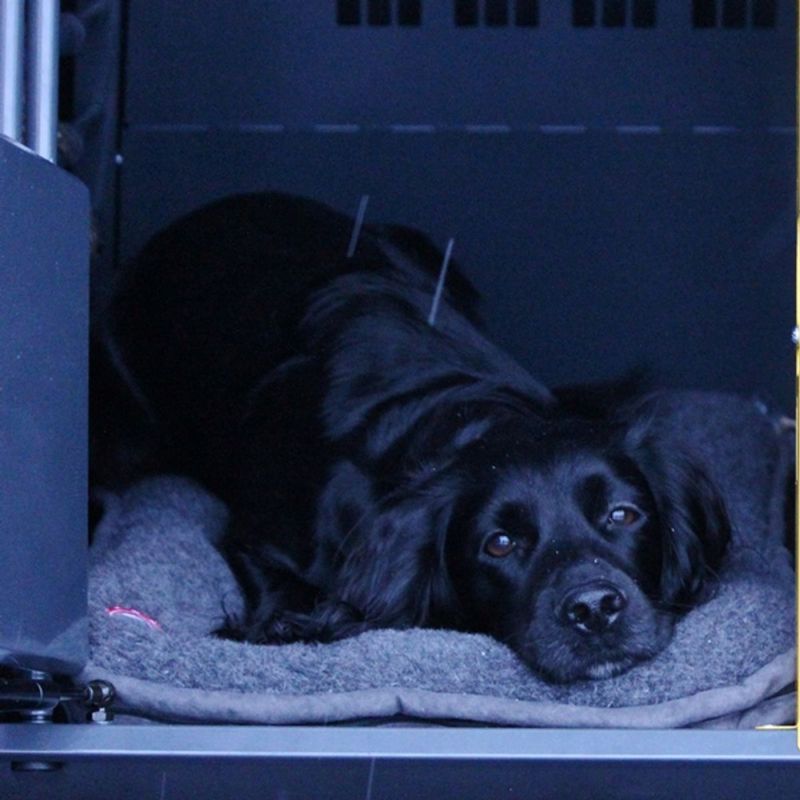 CANELANA BURMADRASS I ULL M/KANT 