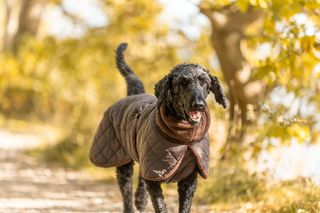 Trixie Minot Sherpa Hundedekken