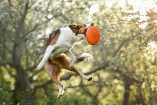 Hunde frisbee 