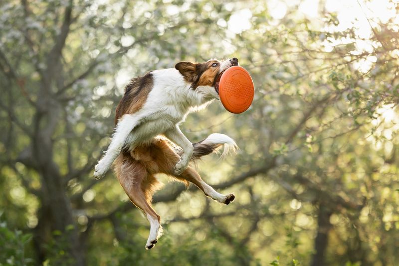 Hunde frisbee 
