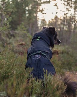 GRESSHOPPA VARMEDEKKEN FINNSKOGEN 