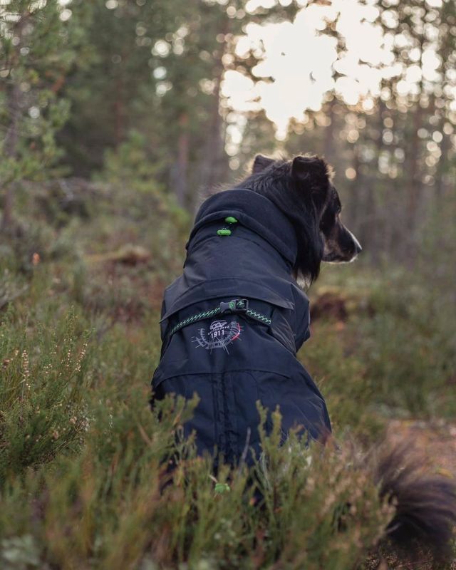 GRESSHOPPA VARMEDEKKEN FINNSKOGEN 